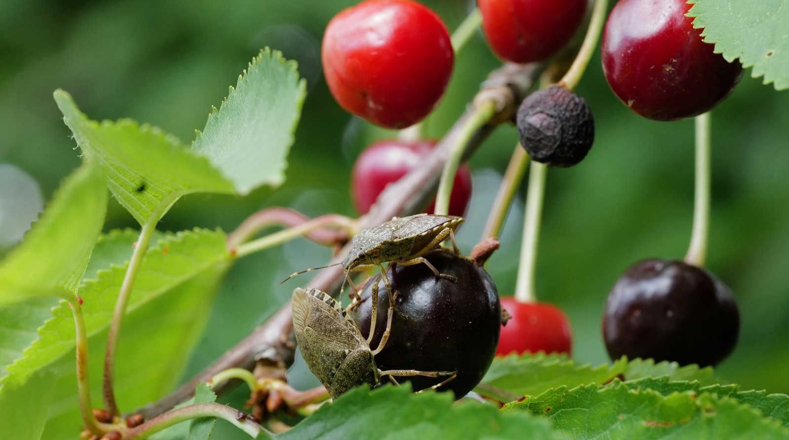 Foto: <a href="https://unsplash.com/@georgeiermann?utm_content=creditCopyText&utm_medium=referral&utm_source=unsplash">Georg Eiermann</a> på <a href="https://unsplash.com/photos/red-round-fruits-on-green-leaves-aOBByqtY0KQ?utm_content=creditCopyText&utm_medium=referral&utm_source=unsplash">Unsplash</a>       